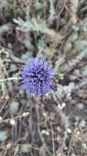 southern globe thistle
