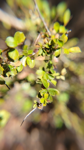 Pittosporum spinescens, 2026-08-21