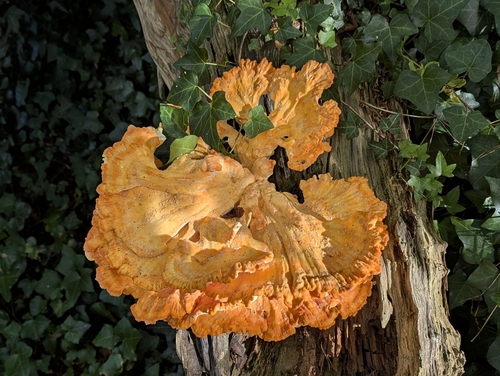 chicken of the woods