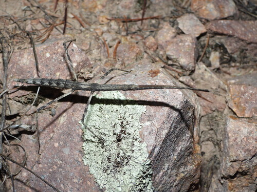 Gray Walkingstick
