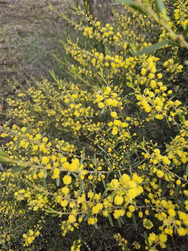 Acacia montana observed 2026-08-21