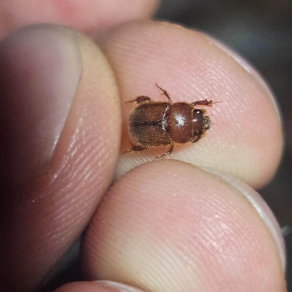 Neochodaeus praesidii
