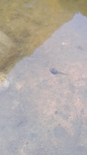 Sardinian Tree Frog
