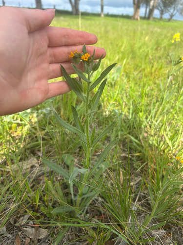 Amsinckia lycopsoides observed 2026-08-21