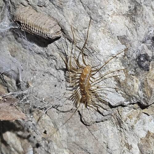 Arizona house centipede photo 4