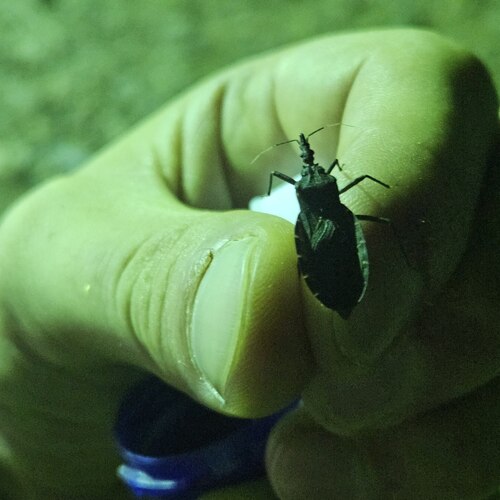 Triatoma indictiva