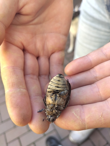 Pine Chafer