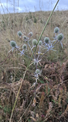 Blue Eryngo