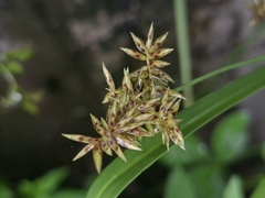 Cyperus javanicus