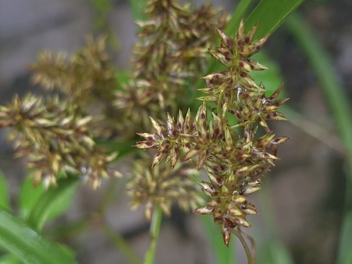 Cyperus javanicus, photograph 1
