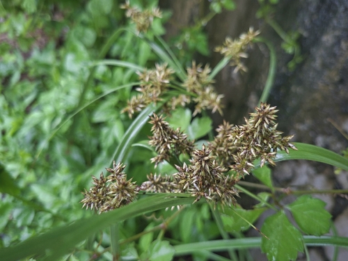 Cyperus javanicus, photograph 2
