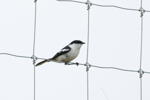 Lalage leucopyga observed 2026-07-23