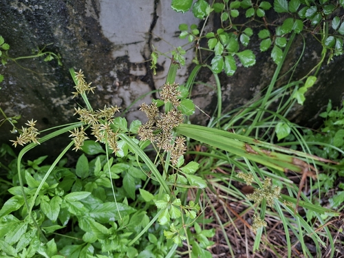 Cyperus javanicus, photograph 3