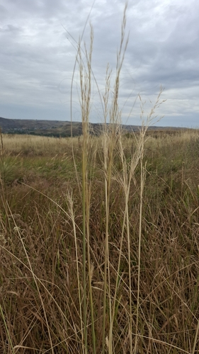 Dwarf Feather Grass