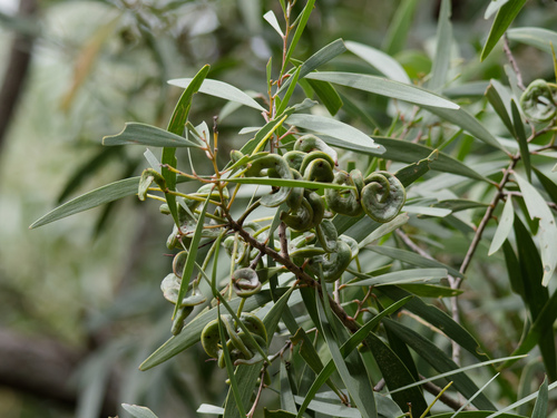 Acacia spirorbis