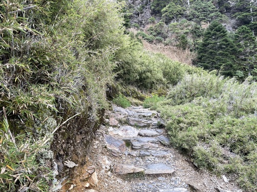 Yushania niitakayamensis observed 2026-08-18