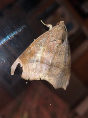 Bastilla hamatilis