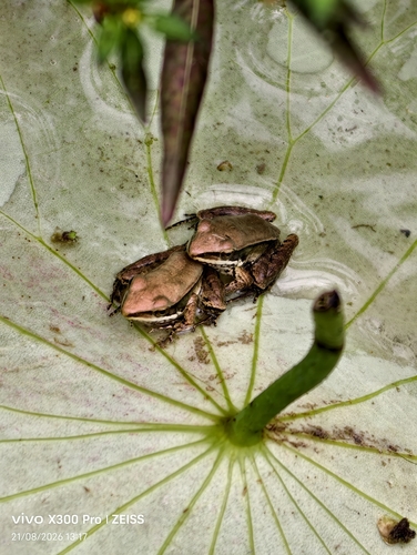 Guenther's Frog
