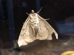 Bastilla hamatilis