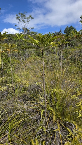 Myodocarpus fraxinifolius observed 2026-08-19