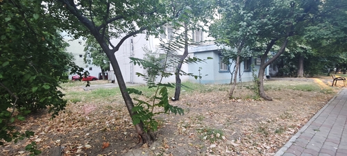 tree-of-heaven