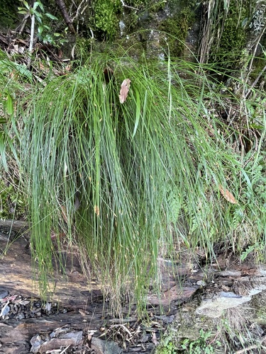 Trichophorum subcapitatum observed 2026-08-18