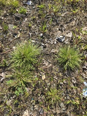 Carex secalina