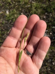 Carex secalina