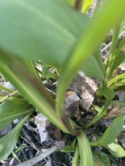 Solidago spectabilis