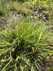 Carex secalina