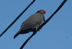 Patagioenas squamosa