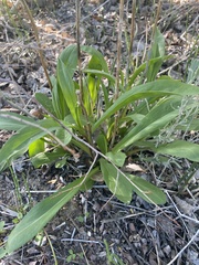 Solidago spectabilis