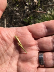 Carex secalina