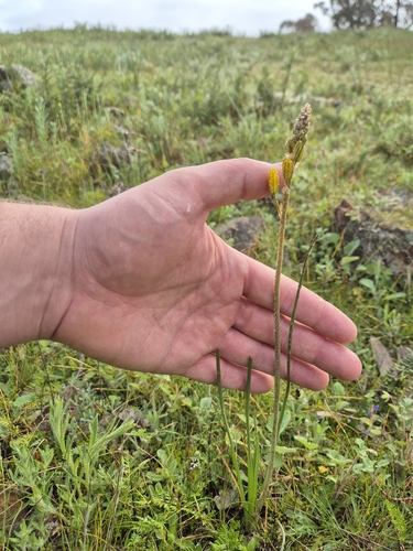Bulbine Lily