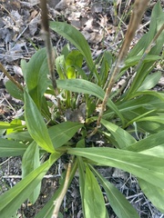 Solidago spectabilis