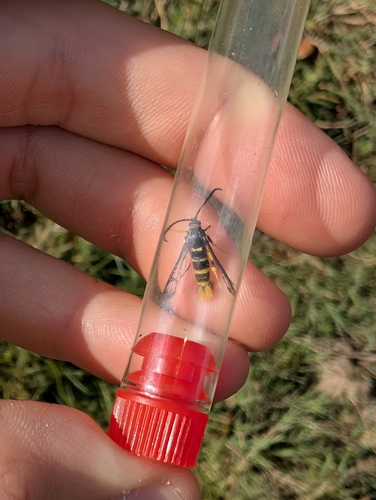 Yellow-legged Clearwing Moth