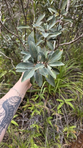 Tristaniopsis glauca observed 2026-08-19