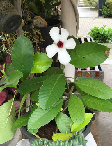 Dillenia philippinensis observed 2026-08-20