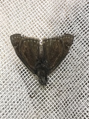 Erynnis persius