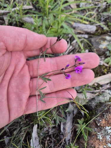 Twining Glycine
