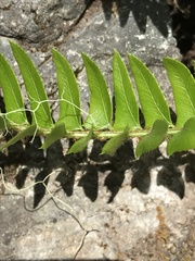 Polystichum imbricans imbricans