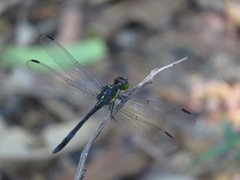 Agrionoptera longitudinalis biserialis