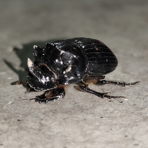 Copris lunaris