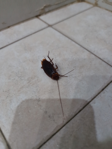 American Cockroach