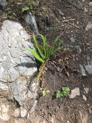 Polystichum imbricans imbricans