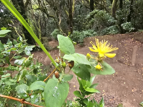 Hypericum grandifolium, photograph 1