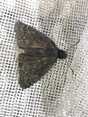 Erynnis persius