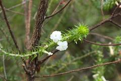 Woollsia pungens, photograph (c) O.Neate, some rights reserved (CC BY-SA)