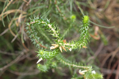 Woollsia pungens, photograph 3