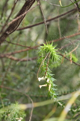 Woollsia pungens, photograph (c) O.Neate, some rights reserved (CC BY-SA)